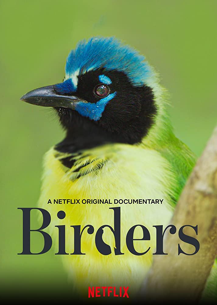 .Birders.Netflixٷ˫Ļ.4K2019