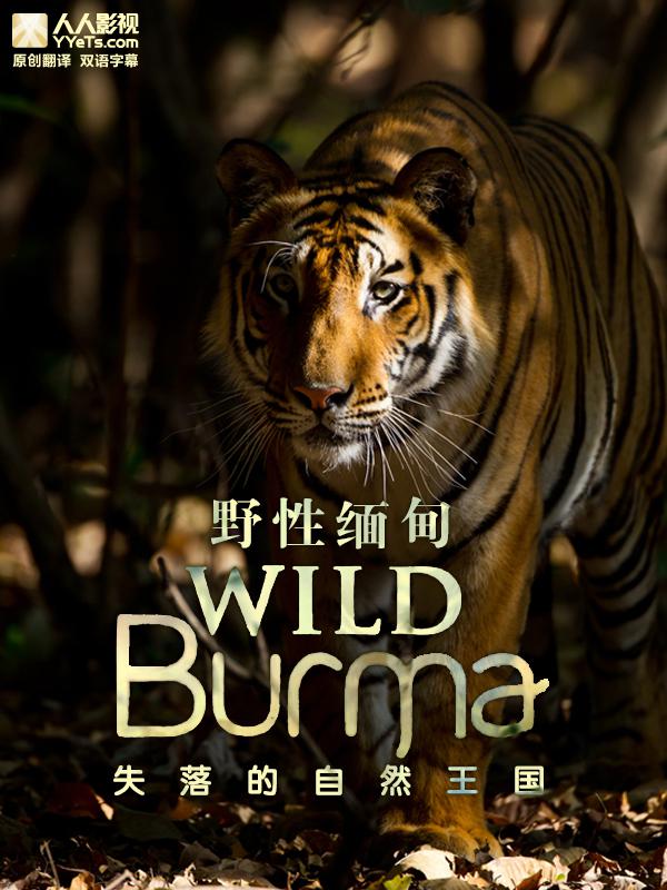 BBC.Ұ飺ʧȻ.Wild.Burma.2013.720p.HDTV.x264.Ӣ־У.mkv