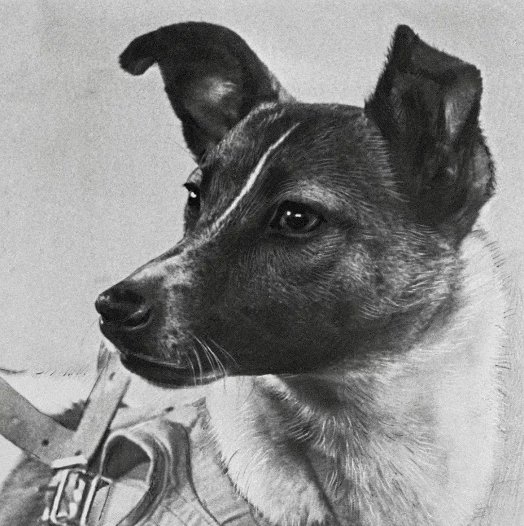̫չ.Space.Dogs.2019.HD1080p.Ƕ.mp4