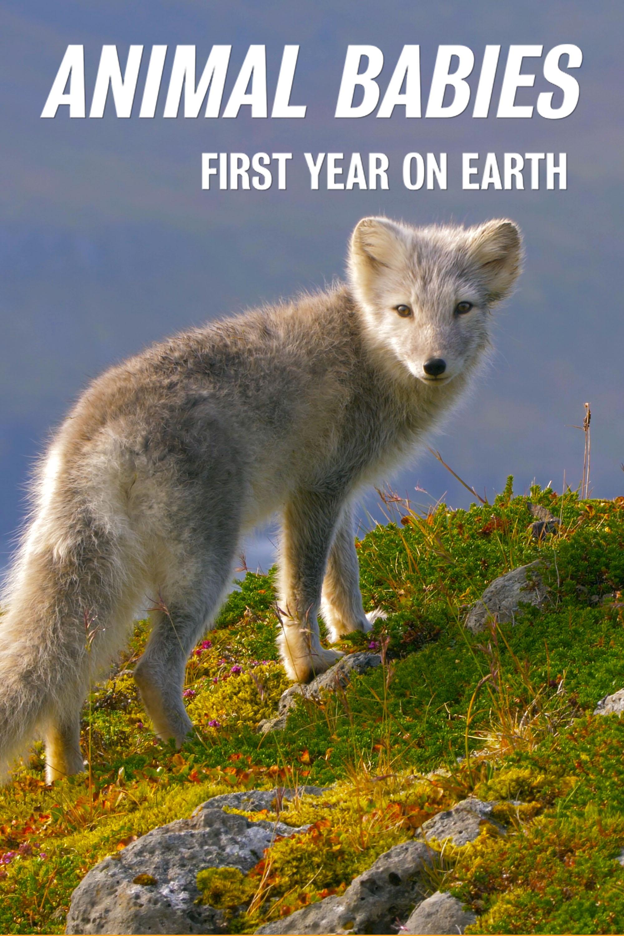ȱһ Animal Babies: First Year on Earth2019