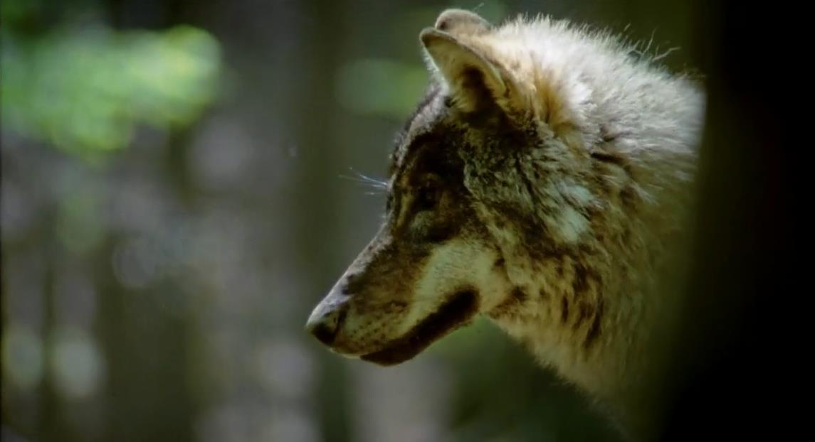ҰԵİͶ Wild Balkans2010