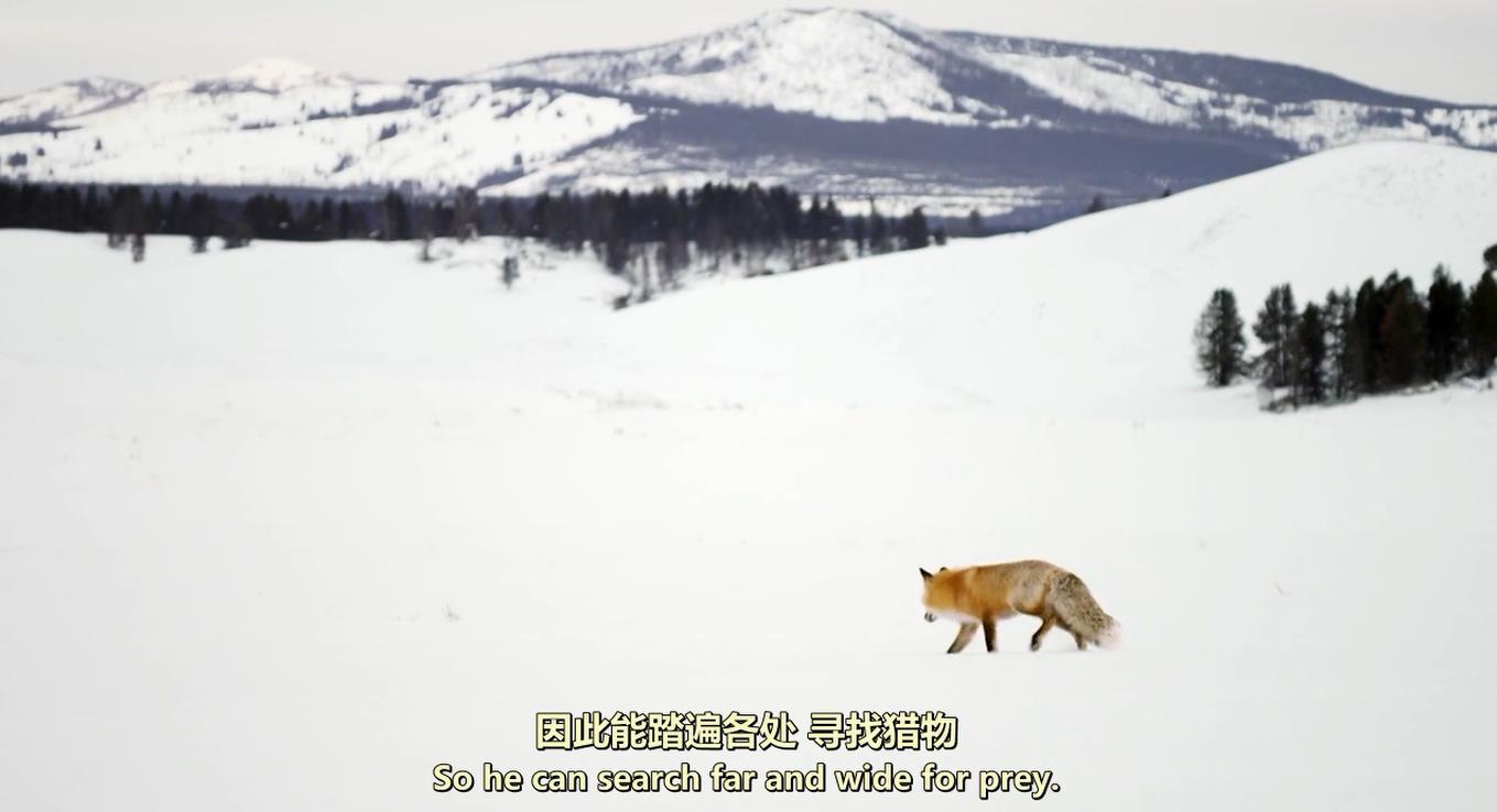 ҰԻʯ԰.ȫ2.Ӣ.1080P.Wild Yellowstone2015