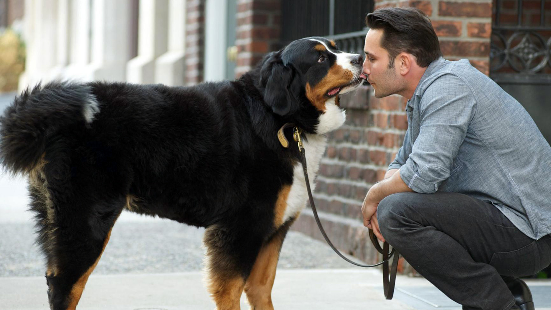 ڶ һ Dogs in the City Season 12012