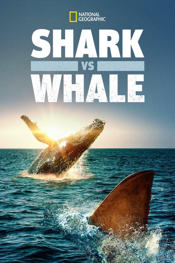 뾨 Shark vs. Whale (2020)