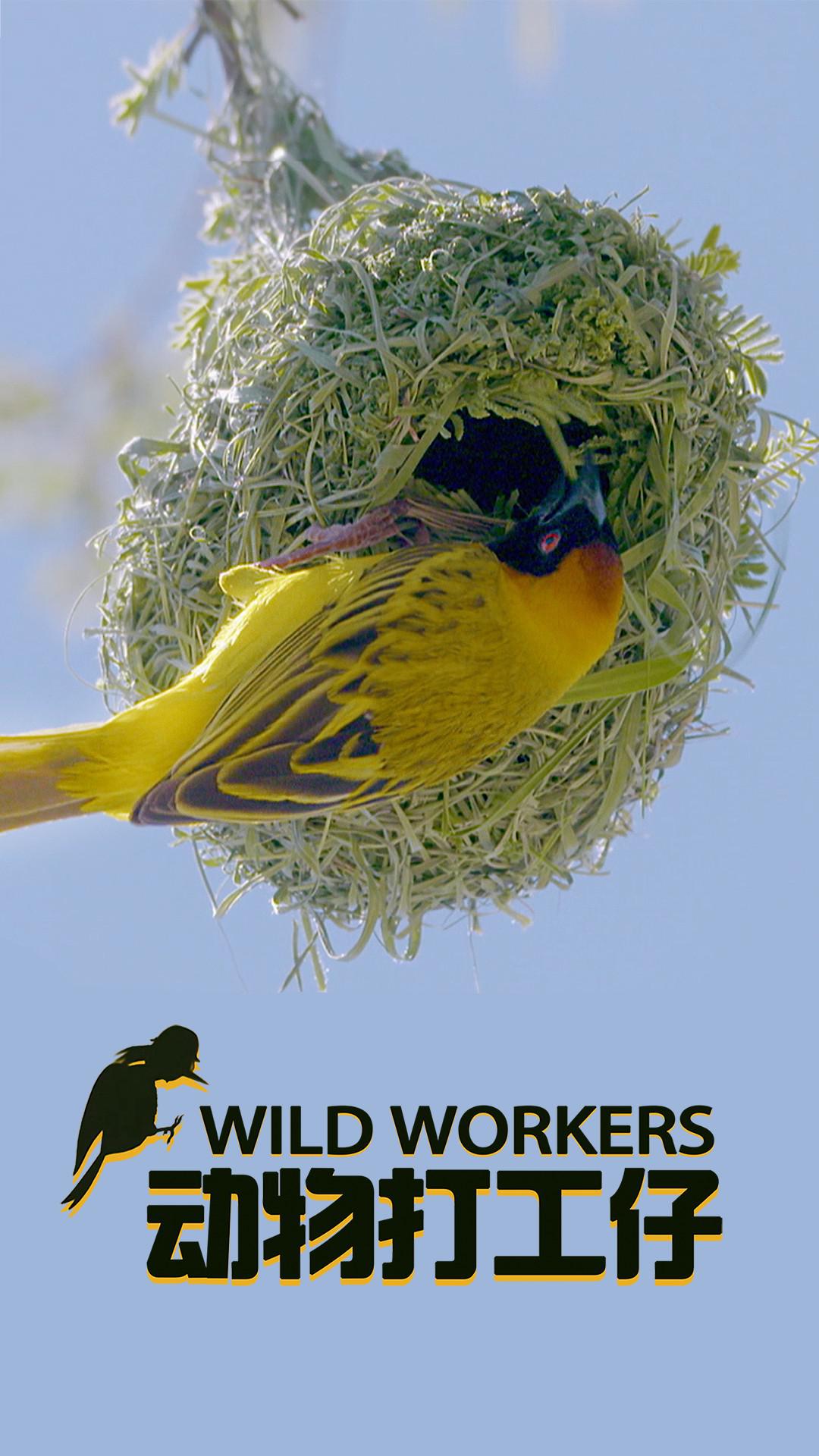  Wild Workers (2021)