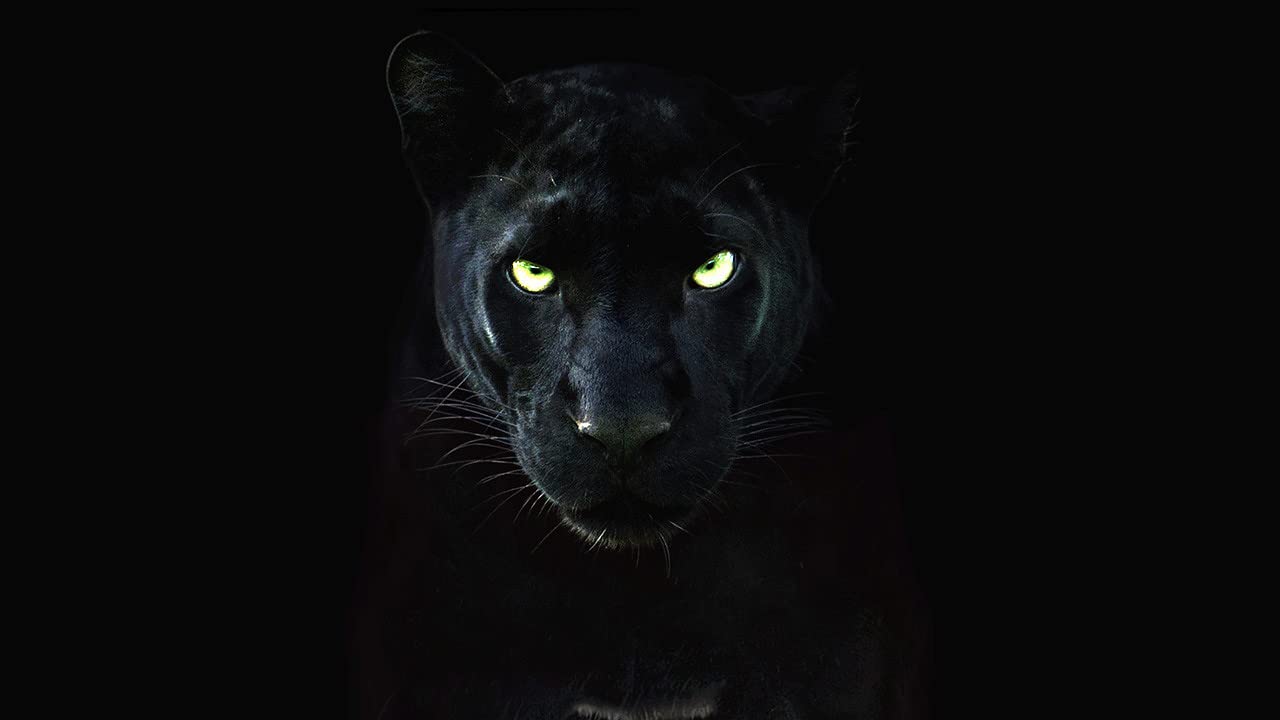 ڱ˫ The Real Black Panther (2020)