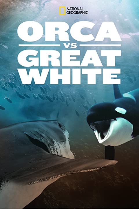 ϴ Orca vs. Great White (2021)