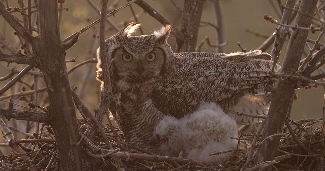 èͷӥ The Secret Life Of Owls (2017)
