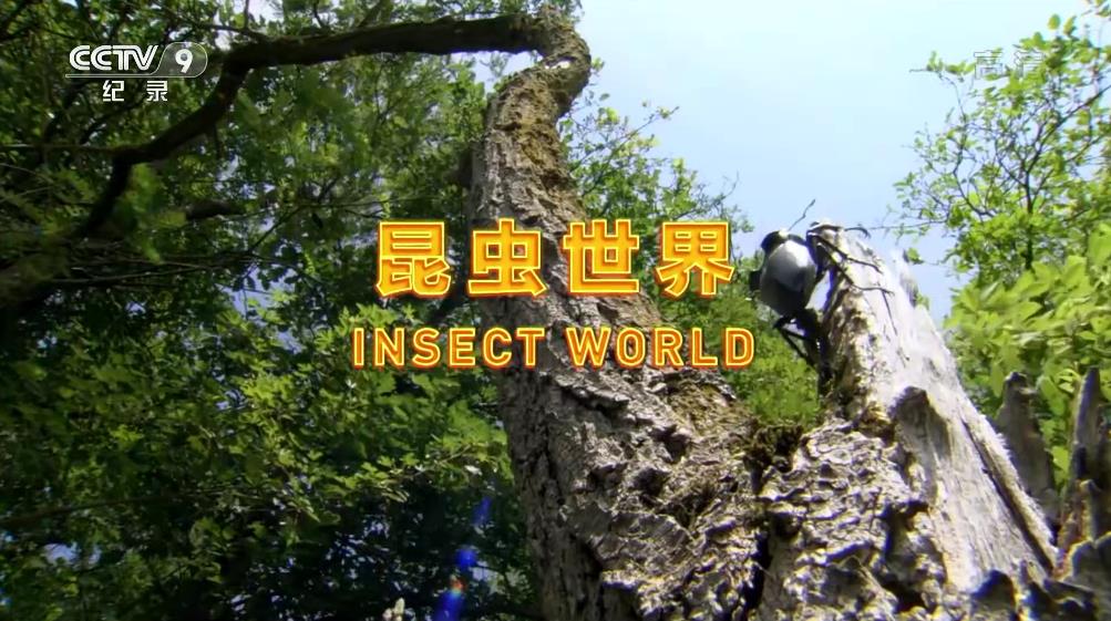  Insects World2017