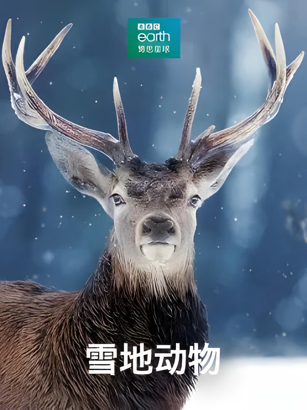 ѩض Snow Animals (2019)