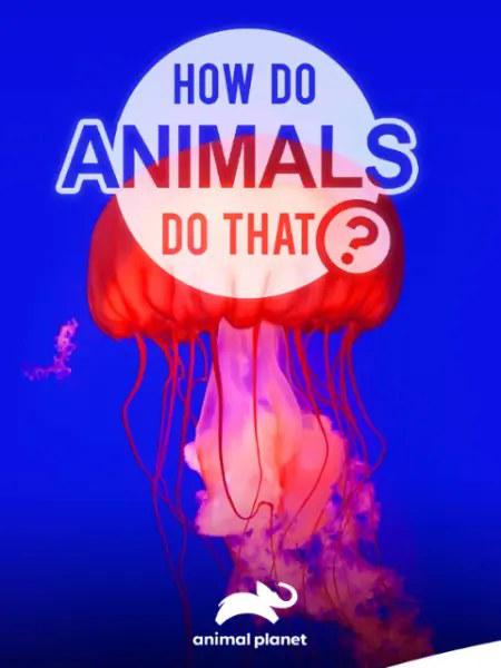 Ź һ How Do Animals Do That? Season 1 (2019)