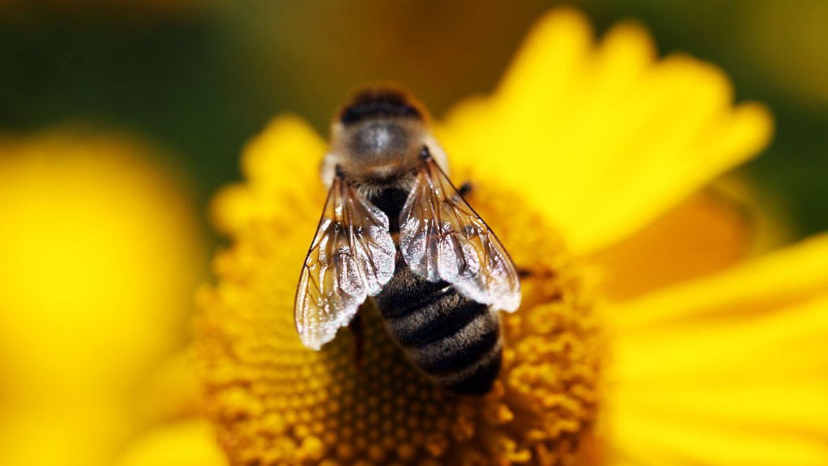 ۷䡢뻨 Bees Butterflies and Blooms (2012)