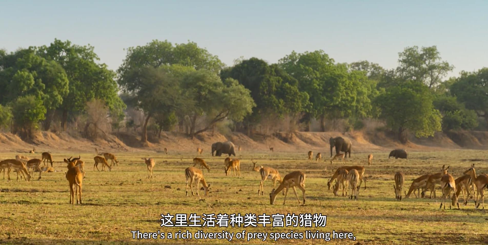 .1-3.Africa's.Hunters.Season.1080P.ӢĻ (2017-2018)