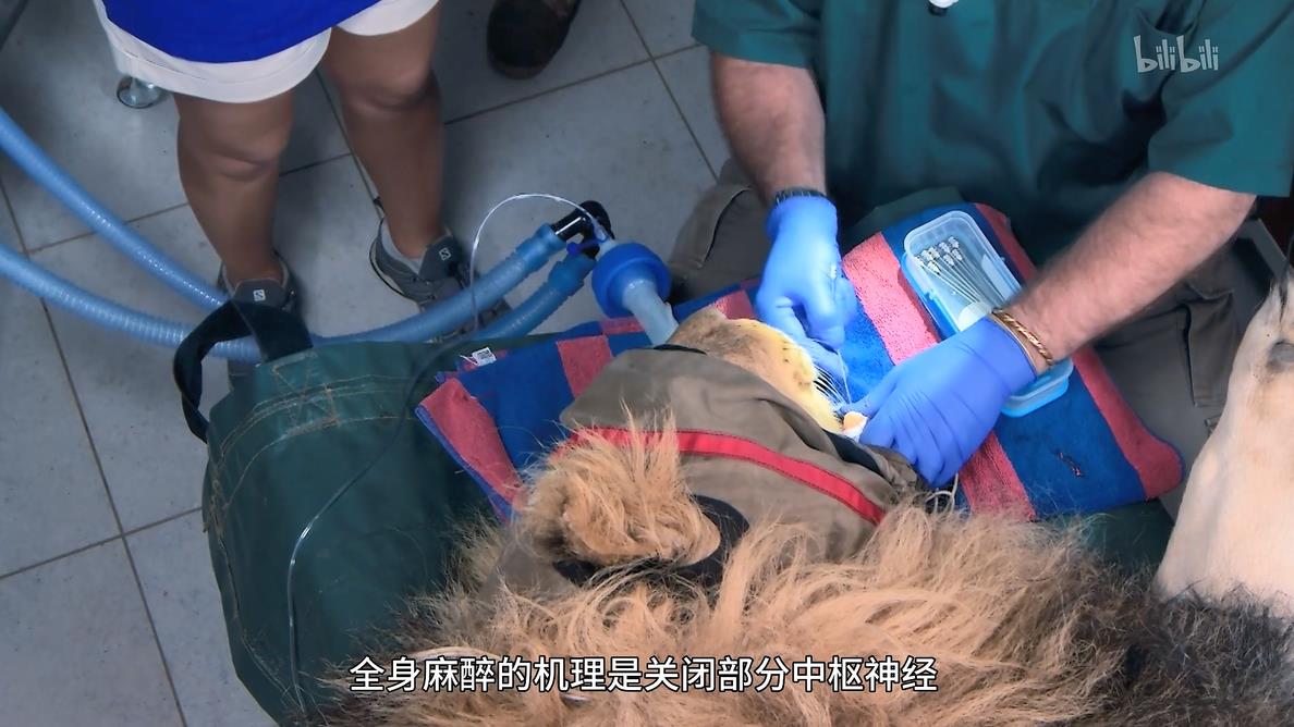 Ͷ.Big.Animal.Surgery.ȫ3.1080P.Ƕ (2019)