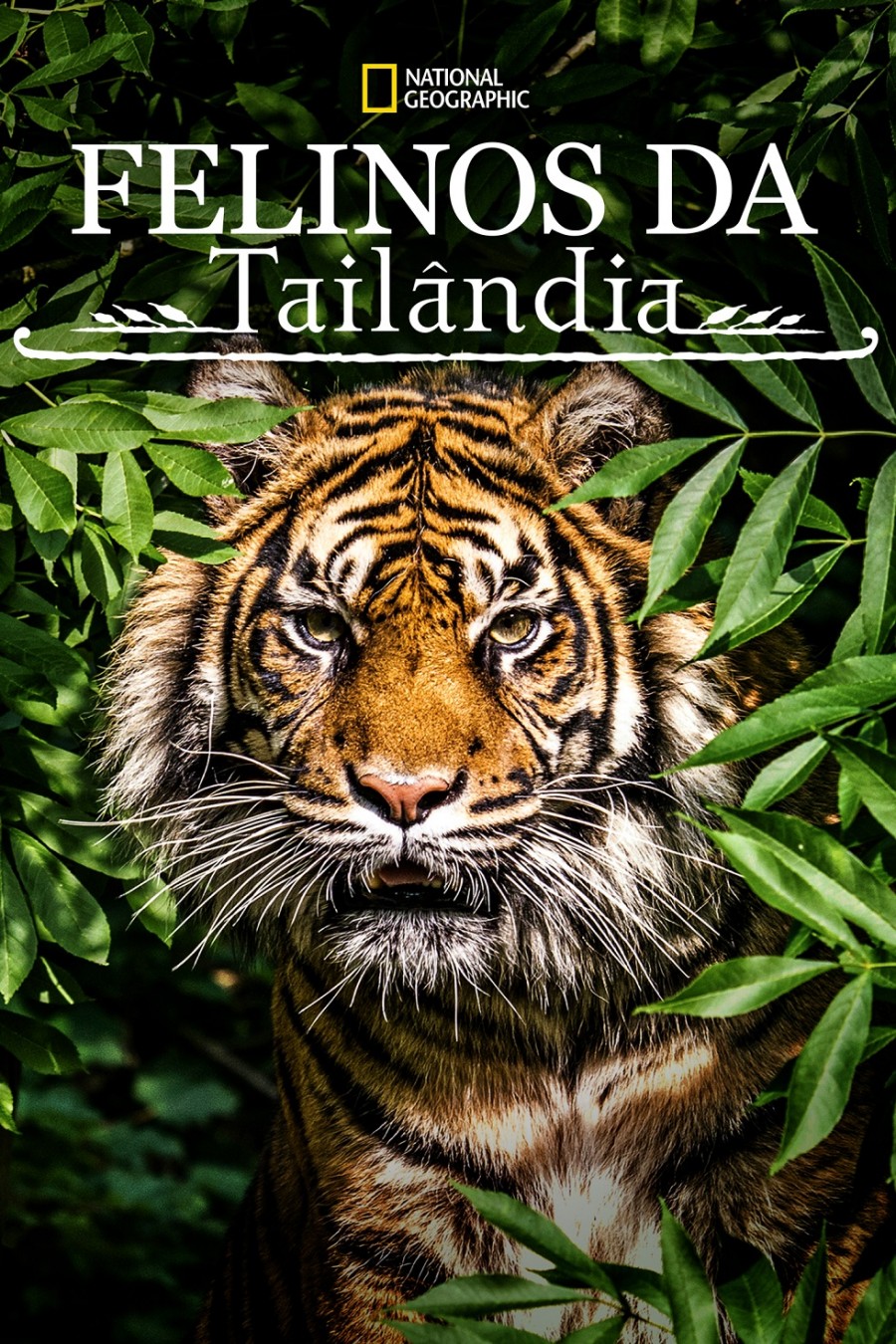 ̩Ұè.Thailand's.Wild.Cats.1080P. (2021)