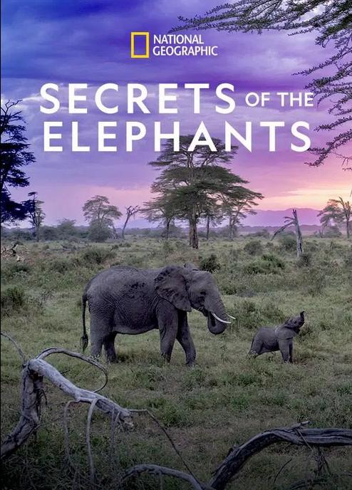 .Secrets.of.the.Elephants.ȫ4.4K.ٷ (2023)