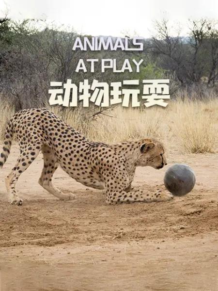 ˣ.Animals.at.Play.ȫ2.1080P.ӢĻ (2019)