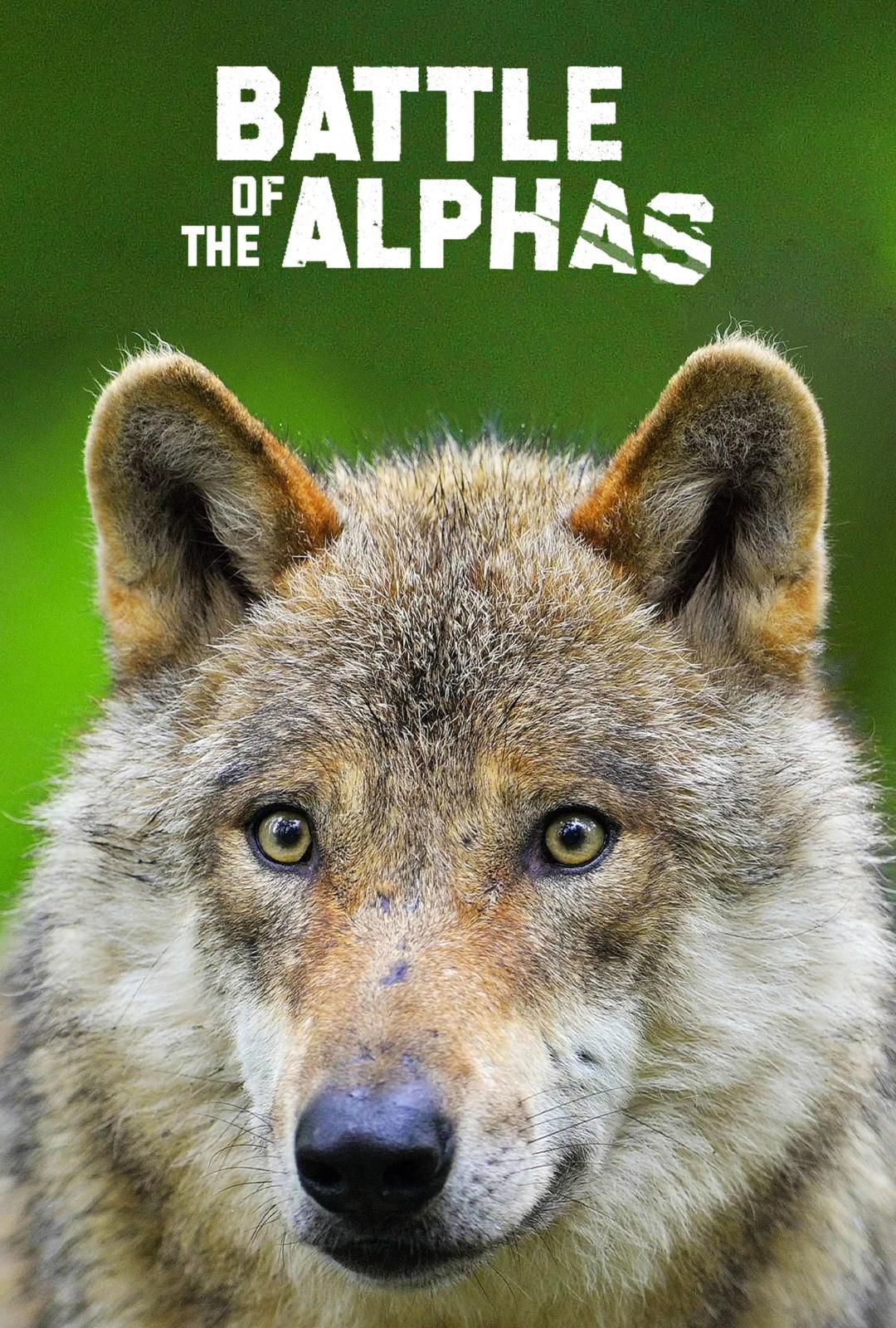 ߠ.һ.Battle.of.the.Alphas.ȫ12.1080P (2021)