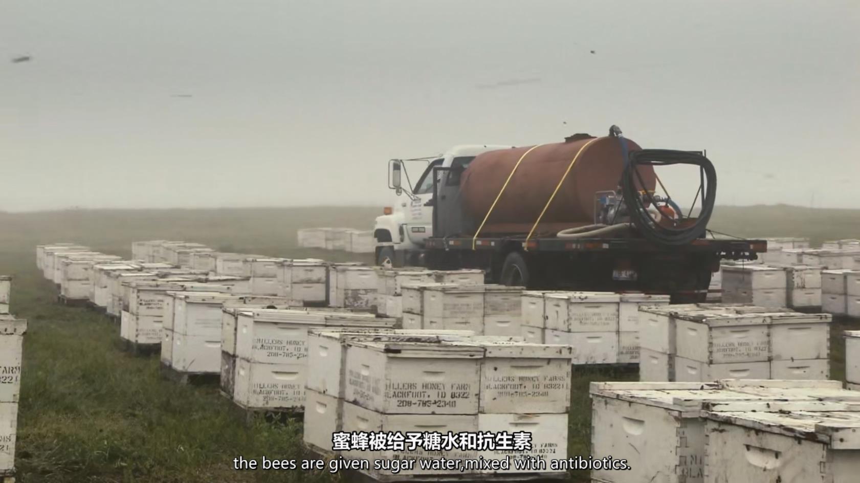 ɵðٻۺ.ӢĻ.1080P.More.Than.Honey (2012)