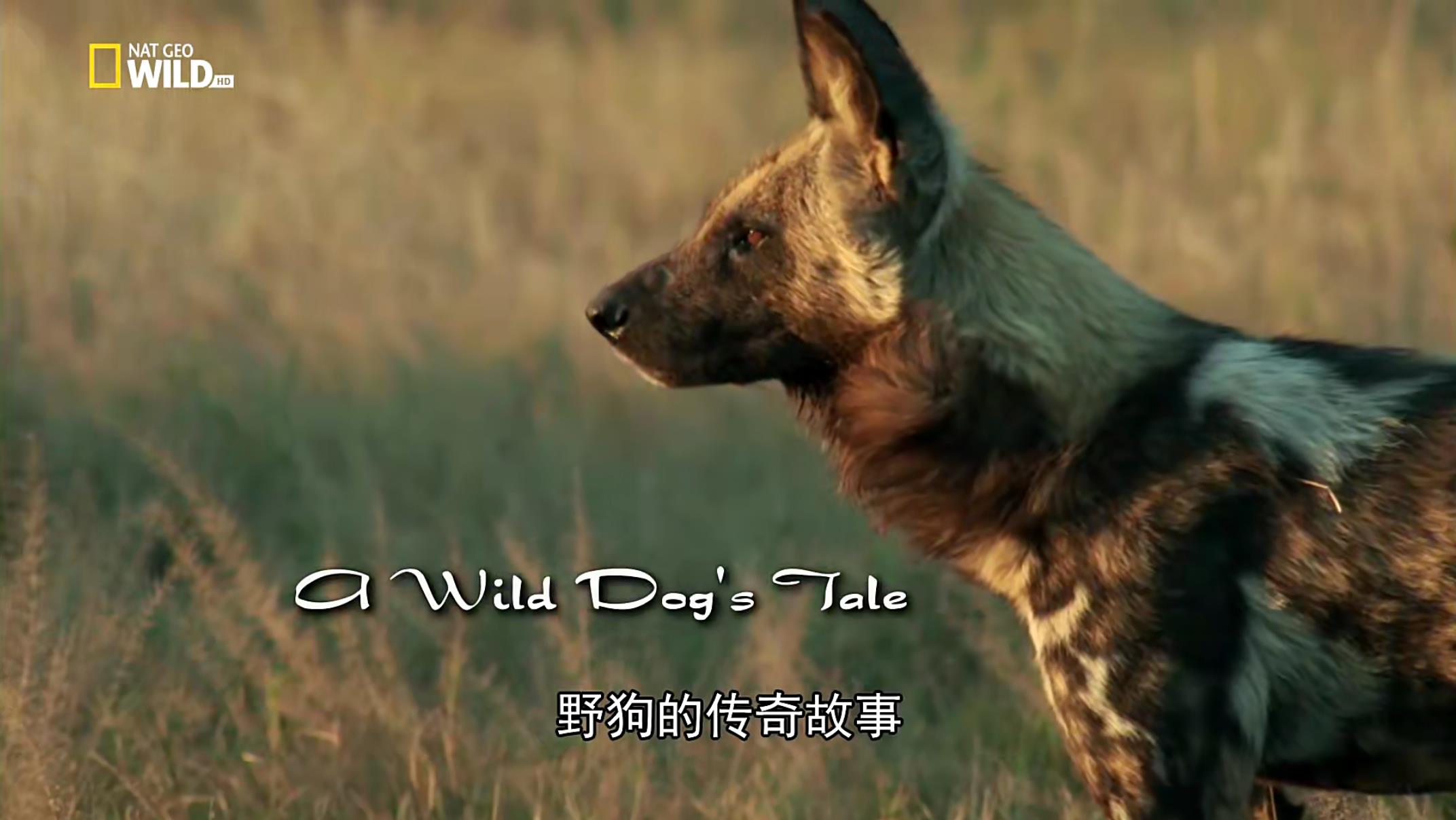 ҰĴ.Ӣ.1080P2012