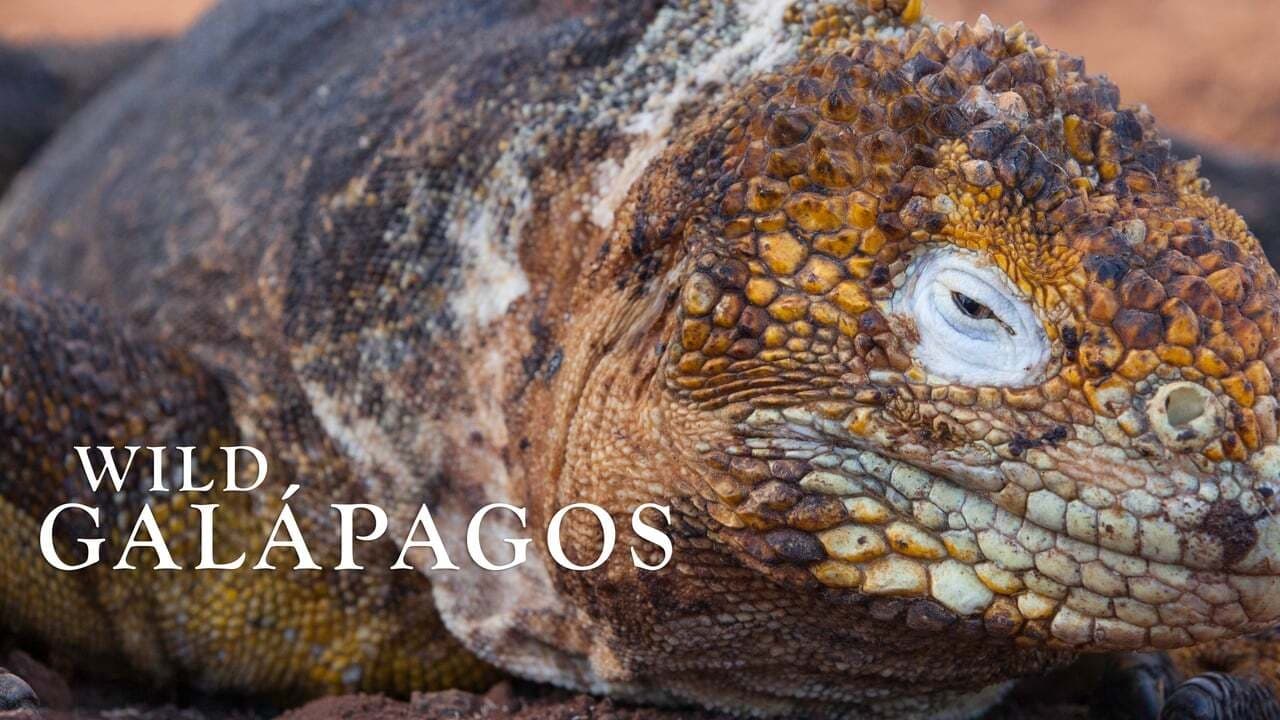 Ұ˹.ȫ2.Ӣ.1080P.Wild.Galapagos (2017)