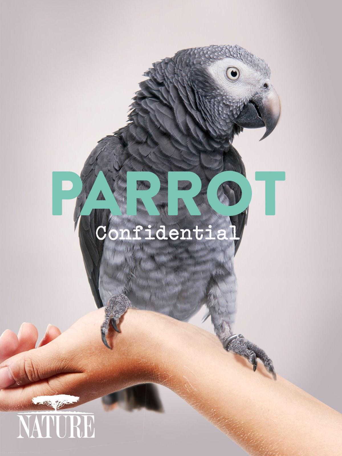 Ȼ磺 Parrot Confidential (2013)