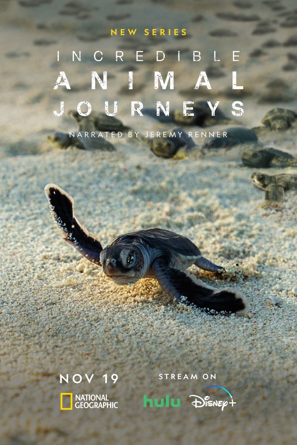 ˼Ķ֮.ȫ7.ٷ.2160P.Incredible.Animal.Journeys (2023)