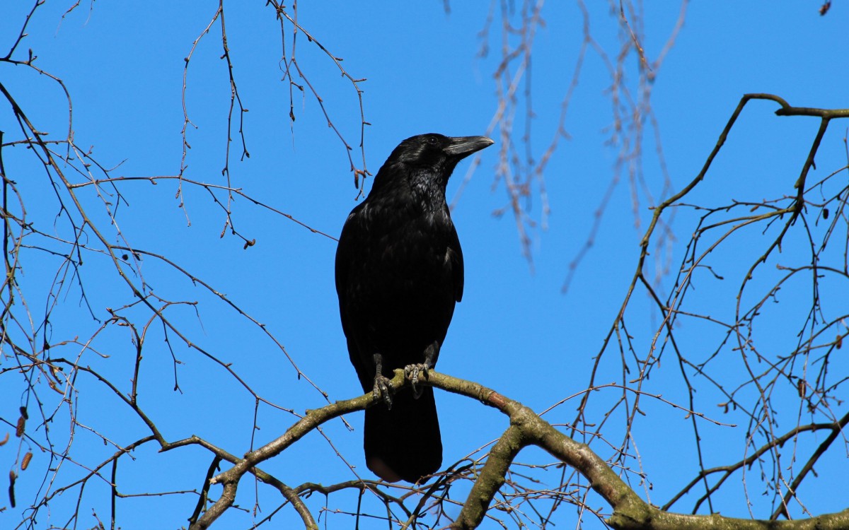 ѻյå.Ӣ.1080P.Ravens-Rascals.of.the.Skies (2010)