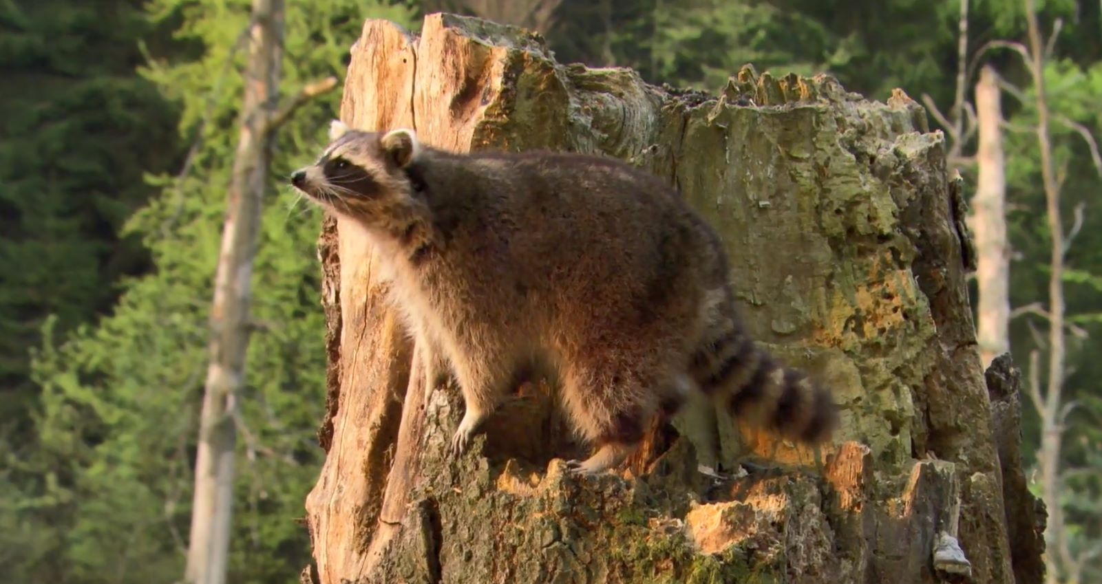 .ӢĻ.1080P.Raccoons (2013)