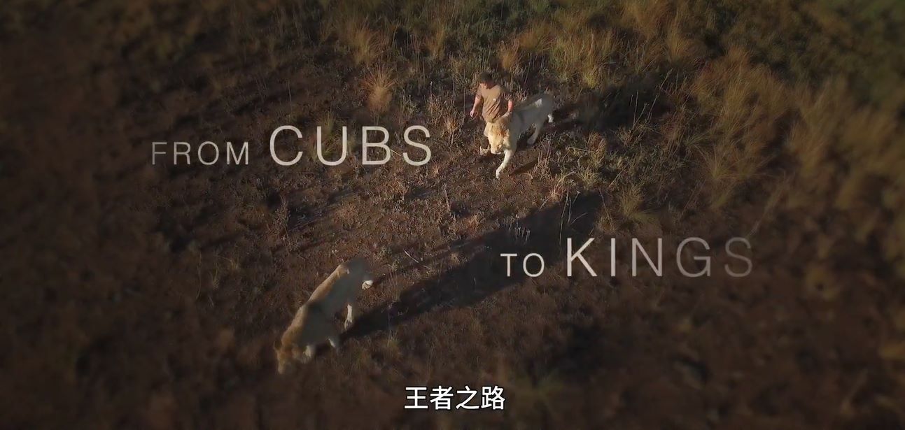 ֮·.Ӣ.1080P.From Cubs to Kings (2016)