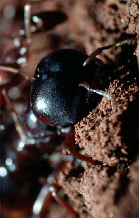 Ȼ磺Ϲ Natural World: Ant Attack (2006)