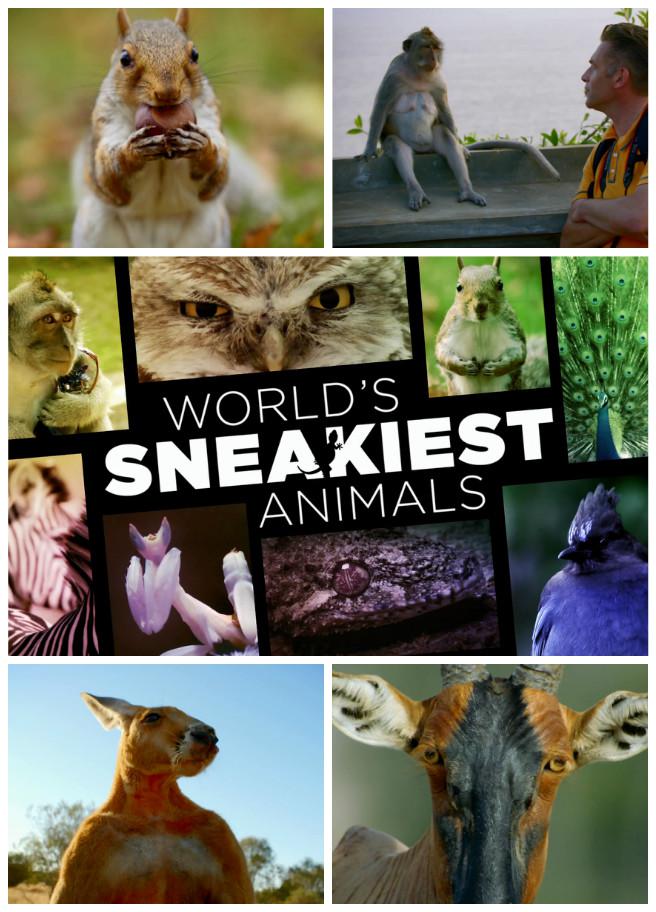 ƻĶ.ȫ3.ӢĻ.1080P.World's Sneakiest Animals (2015)