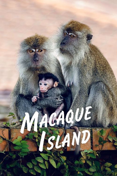 ⨺ﵺ Macaque Island2024