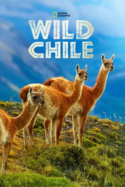 Ұ.ȫ3.Ӣ.Ӣ.1080P.Wild Chile (2018)