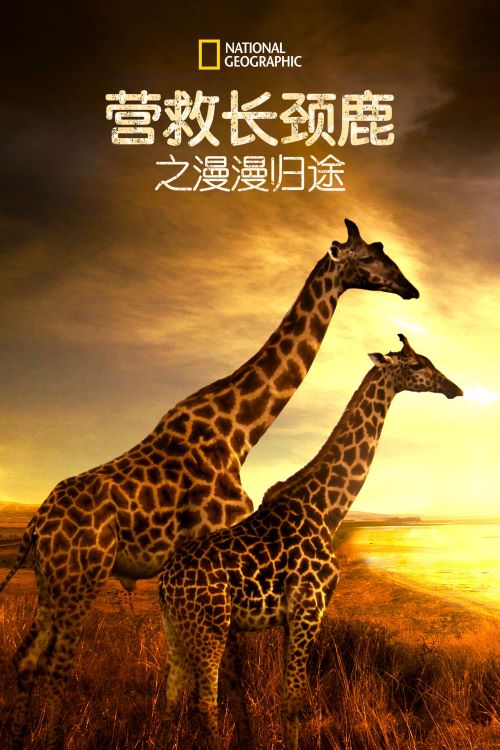 Ӫȳ¹֮;.Ӣ.1080P.Saving Giraffes: The Long Journey Home (2022)