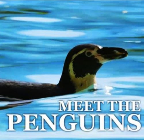 .Ӣ.1080P.Meet the Penguins (2016)