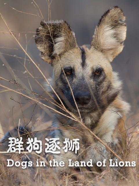 Ⱥʨ.Ӣ.1080P.Dogs in the Land of Lions (2018)