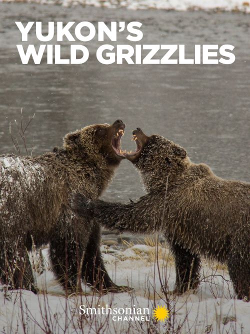 ջ Yukon's Wild Grizzlies (2021)