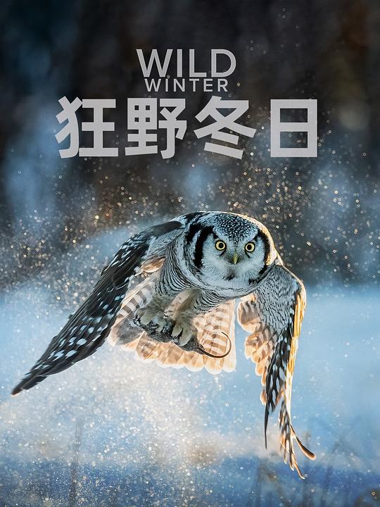 Ұ.һ..ȫ4.ӢĻ.2160P.Wild Winter (2024)