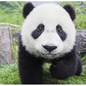BBCй(BBC:Wild China)弯è֮ Land of the Panda