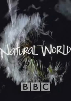 Ȼ ڶBBC 