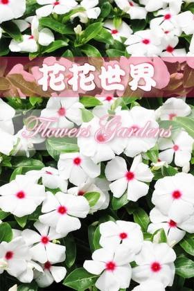 硷