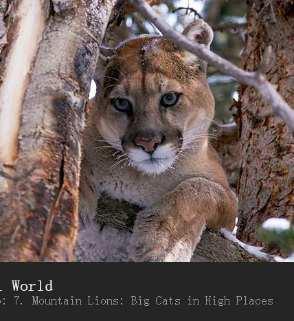 Ȼ磺ʨ-ߵصĴè Mountain Lions: Big Cats in High Places