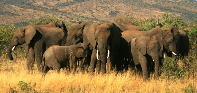 BBCȻǨ Nature's Great Migrations