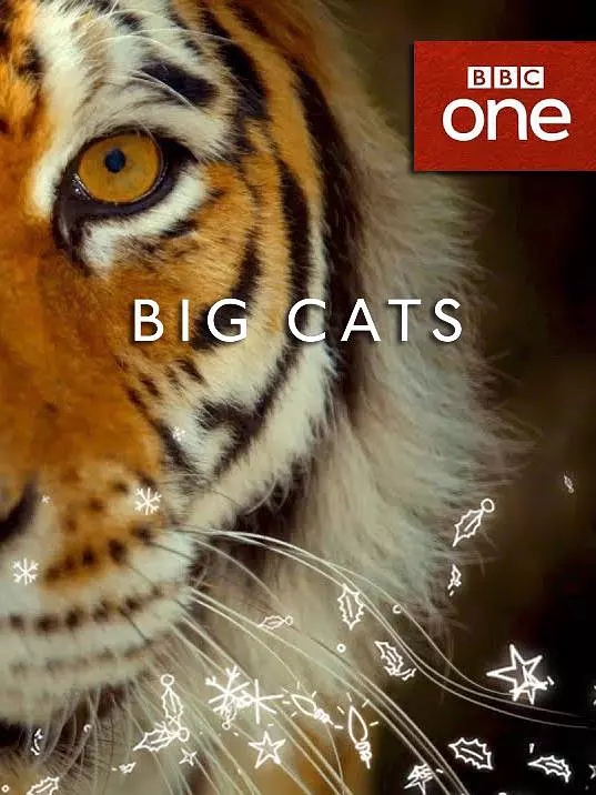 è Big Cats2018