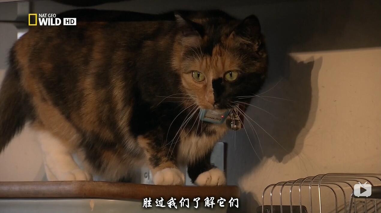 èĿҰһ Wild Side of Cats