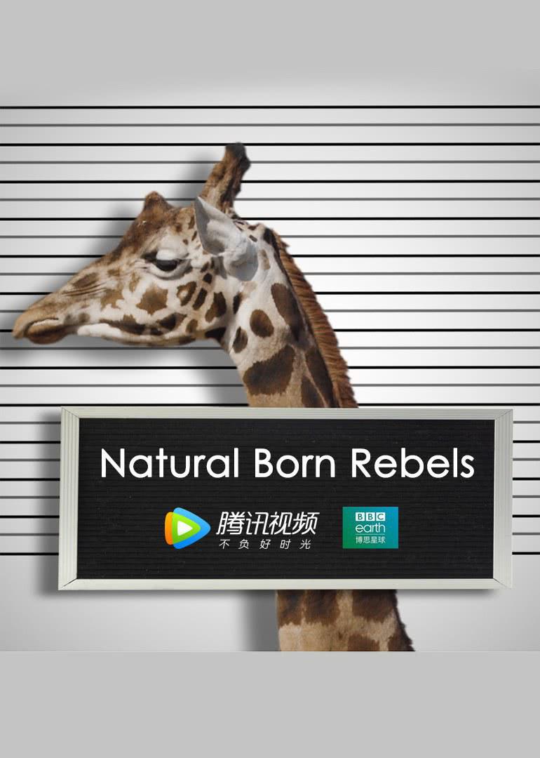  Natural Born Rebels2018