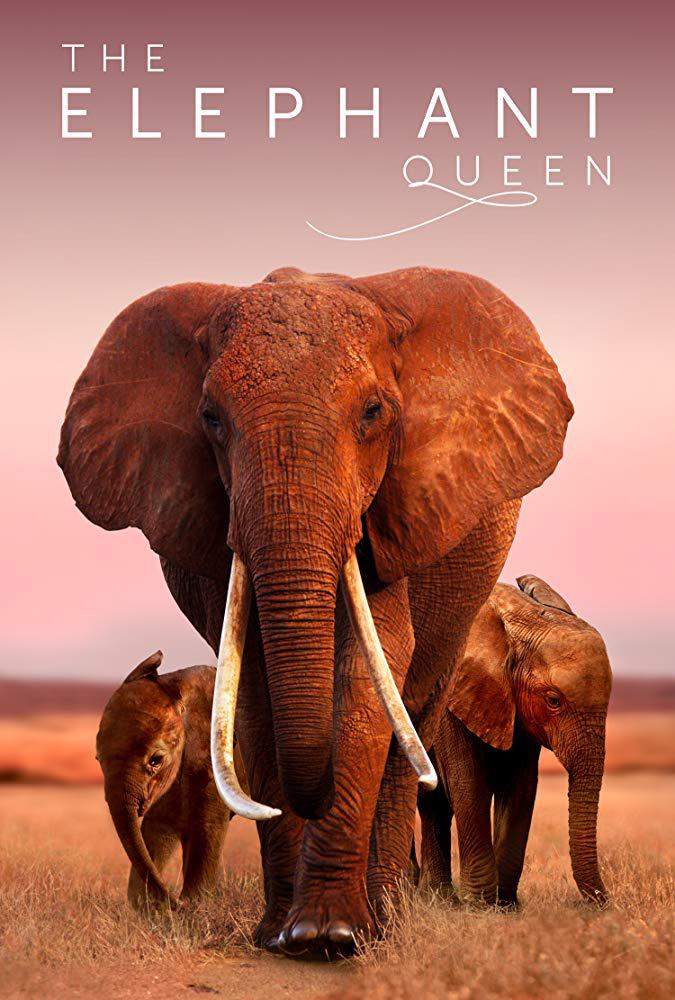Ů The Elephant Queen2018