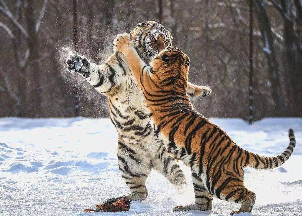 Ұй china wild2019