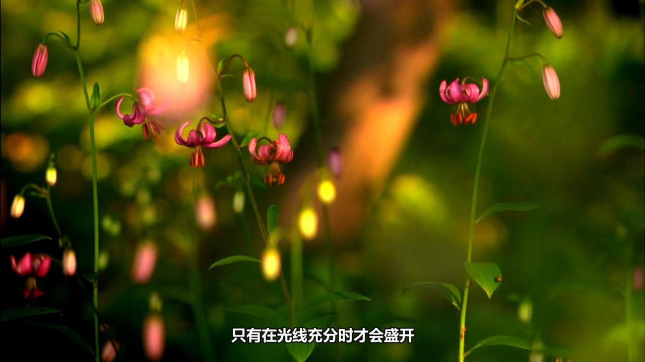 񻰵ɭ